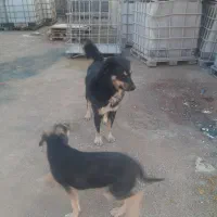 واگذاری سگ|سگ|ساوه, |دیوار