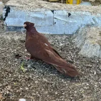 یک جفت صرب نر و ماده عتیقه