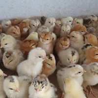 جوجه یکروزه بلک ...|حیوانات مزرعه|یزد, |دیوار