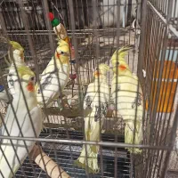 عروس هلندی دوکت|پرنده|کرج, اسدآباد|دیوار