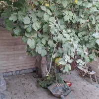 اجاره خانه کلنگی 150متری پلاک دوم خلیفه|اجارهٔ خانه و ویلا|اصفهان, خانه اصفهان|دیوار