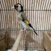 سهره جهرم دهن قشنگ