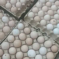 تخم مرغ شکسته و دوزرده