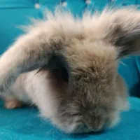 خرگوش لوپ اصیل|موش و خرگوش|تربت جام, فاز ۱ فرهنگیان|دیوار