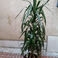 گل یوکا طبیعی|گل و گیاه طبیعی|قدس, شهرقدس|دیوار