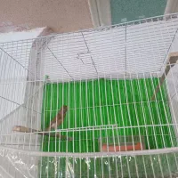 عروس هلندی قناری|پرنده|تربت جام, معدآباد|دیوار