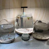 پلنت  خارجی جنس عالی با دو جفت فایتر وارداتی مولد