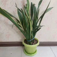 سانسیوریا ابلق