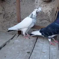 کفتر مایه