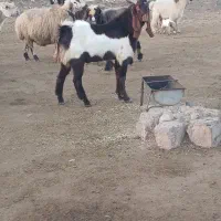 دو تا بیگ نرداشتی(گوسفند میش بز شیشک)