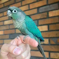 گرینچیک رنگ تراکوییس نرمال