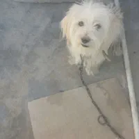 سگ پشمالو|سگ|مسجد سلیمان, |دیوار