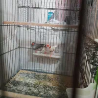 فنچ رنگ نر و ماده