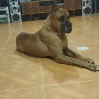 کنکورسو نر فول آموزش و گارد