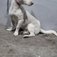 پاکوتاه ماده|سگ|شهریار, اصیل آباد|دیوار