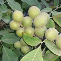 نهال گردو خوشه ای|گل و گیاه طبیعی|ابهر, |دیوار