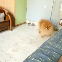 پامر خرسی|سگ|اهواز, زیتون کارمندی|دیوار