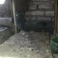 کبوتر برشی ذاغ