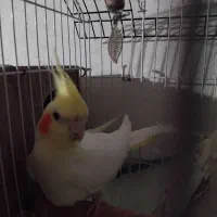 عروس‌هلندی‌
