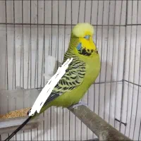 واگذاری پرنده