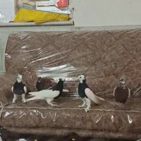 کبوتر یزدی و طوقی