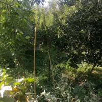 اجاره روزانه ویلا باغ با آب روان سیرچ