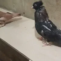 سرک تافتای سرور|پرنده|شیراز, کوی زهرا|دیوار