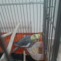 عروس هلندی جفت