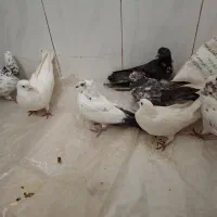 کبوتر|پرنده|الیگودرز, |دیوار