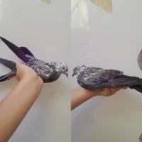 کفتر کبوتر گمشده