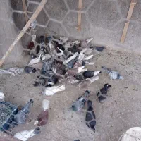 کبوتر. رنگی