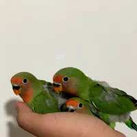 طوطی بریزیلی اوپال خاص|پرنده|سنندج, |دیوار