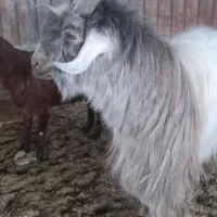 نر بز دوبور تکه شیرازی|حیوانات مزرعه|قم, قلعه صدری|دیوار