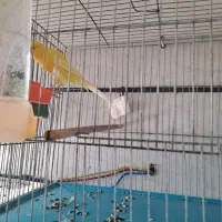 قناری رسمی بلند