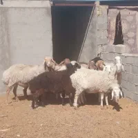 میش فروشی روی هم