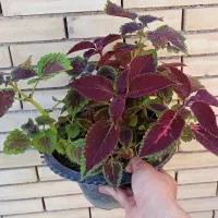 گل حسنی یوسف