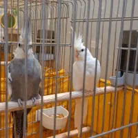 جفت عروس هلندی