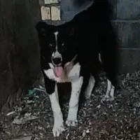 واگزاری سگ|سگ|رودشت (اصفهان), |دیوار