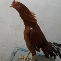 خروس لاری اصیل بهترین نژاد هنوز یک سالش نشده