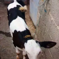 حیوانات|حیوانات مزرعه|گوراب زرمیخ, |دیوار