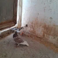 کبوتر المان|پرنده|زبرخان, |دیوار