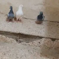 کبوتر|پرنده|زهک, |دیوار