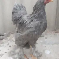 مرغ و خروس و نیمچه برهما امپراطور اصل رنگ خاص|حیوانات مزرعه|تهران, خانی آباد نو شمالی|دیوار