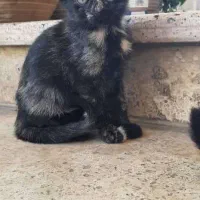 واگذاری ۳ بچه گربه نر و ماده|گربه|رشت, آتشگاه|دیوار