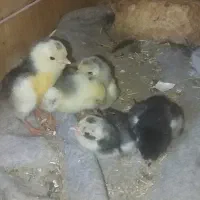 تخم مرغ نطفه دار گلین|حیوانات مزرعه|تویسرکان, |دیوار