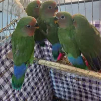 طوطی برزیلی کوتوله