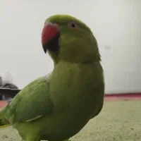 طوطی ملنگو عروس هلندی|پرنده|شهرضا, |دیوار