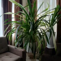 گل و گیاه طبیعی