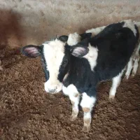 قیمت 63|حیوانات مزرعه|تاکستان, |دیوار