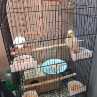 عروس هلندی در هویزه|پرنده|سوسنگرد, |دیوار